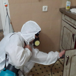 Дезинфекция от муравьев в квартире в Синявино